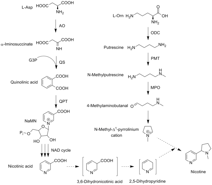 File:Nicotine biosynthesis june 2012.png