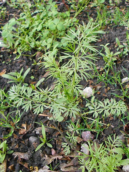 File:Nigella damascena 2017-05-07 0208.jpg