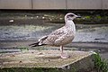 * Nomination European herring gull in the Nikel urban locality. --Alexander Novikov 20:45, 20 October 2022 (UTC) * Withdrawn  Comment Texture on the bird is a bit strange and grainy. --Sebring12Hrs 06:40, 24 October 2022 (UTC)  I withdraw my nomination Alexander Novikov 16:17, 24 October 2022 (UTC)