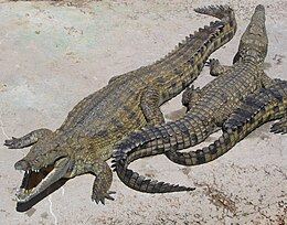 Nilo krokodilas (Crocodylus niloticus)
