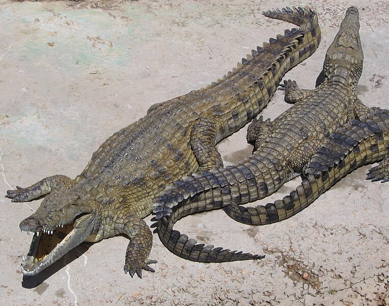 File:NileCrocodile.jpg