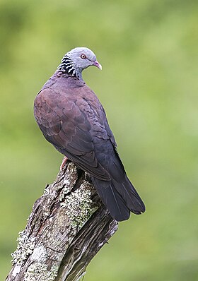 Nilgiri wood pigeon (Columba elphinstonii).jpg
