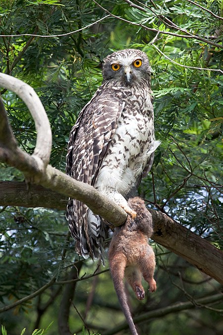 Tập_tin:Ninox_strenua_-Lane_Cove_National_Park,_Sydney,_Australia-8.jpg