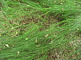 Čeština: Tráva v přírodní památce Niva u Volduch. Okres Rokycany, Česká republika. English: Grass in natural monument Niva u Volduch, Rokycany District, Czech Republic.