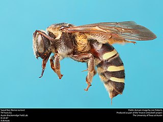 <i>Nomia nortoni</i> Species of bee