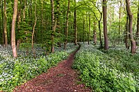 92. Platz: Dietmar Rabich mit Naturschutzgebiet „Ichterloh“, Nordkirchen, Nordrhein-Westfalen, Deutschland