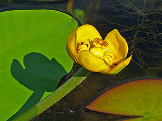 Nuphar lutea : le vrai nénuphar.