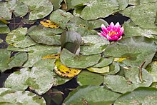 Nymphaea 'René Gérard' au jardin botanique de Lyon, France.