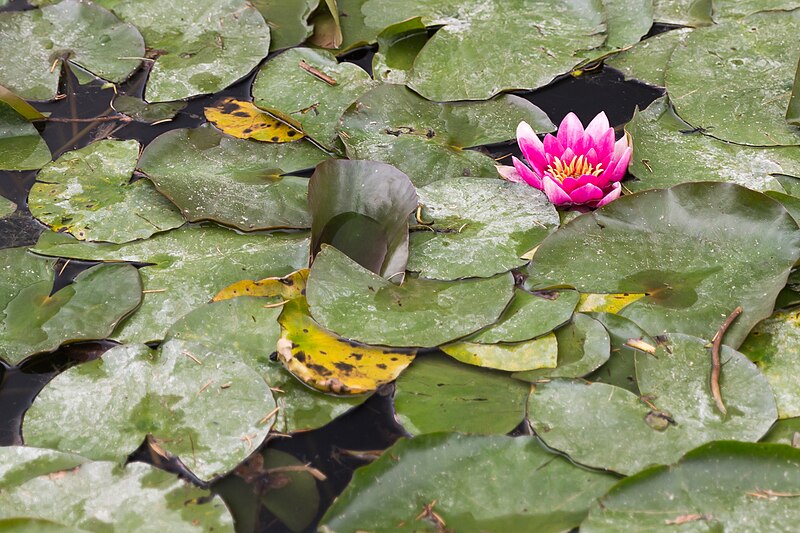 File:Nymphaea 'René Gérard' (Nénuphar) - 109.jpg