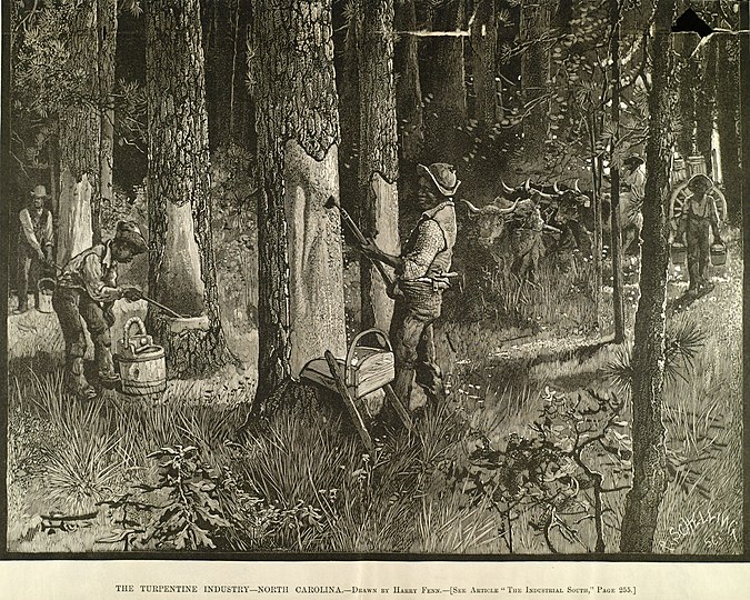 A picture portraying the turpentine industry