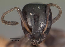 Ochetellus vinsoni casent0102302 Kopf 1.jpg