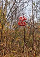 Ochtendmist hangt over 'It Wikelslân. Locatie, De Alde Feanen in Friesland.