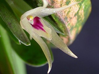 <i>Octomeria estrellensis</i> Species of orchid