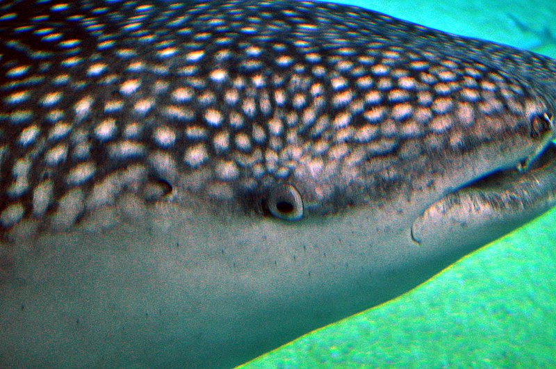 File:Oeil et spiracle requin-baleine.JPG