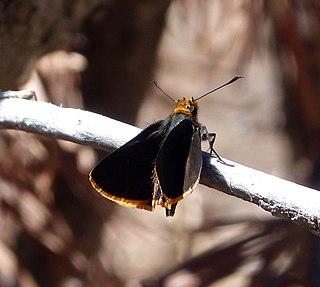 <i>Amblyscirtes fimbriata</i> Species of butterfly