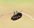 Orange Blister beetle 12.JPG