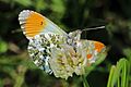 * Nomination Orange tip (Anthocharis cardamines) male, Otmoor, Oxfordshire --Charlesjsharp 09:38, 27 June 2016 (UTC) * Promotion Good quality. --Ermell 21:37, 27 June 2016 (UTC)