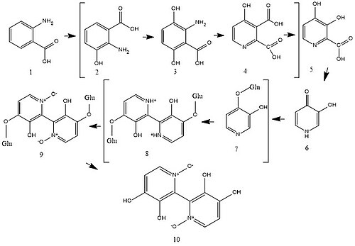 A proposed but yet experimentally unverified biosynthesis pathway for orellanine 1. Anthranilic Acid 2. 2-amino-3-hydroxybenzoic acid 3. 2-amino-3,6-dihydroxybenzoic acid 4. 4-hydroxypyridine-2,3-dicarboxylic acid 5. 3,4-dihydroxypicolinic acid 6. 3-hydroxypyridin-4(1H)-one 7. 4-methoxypyridin-3-ol 8. 3,3'-dihydroxy-4,4'-digluco-[2,2'-bipyridine]-1,1'-diium 9. Orellanine diglucoside 10. Orellanine