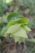 Origanum rotundifolium