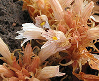 Orobanche vallicola