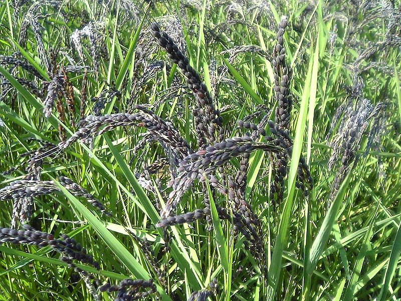 File:Oryza sativa subsp ear of rice.jpg