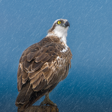 Osprey Photograph: User:Taha560