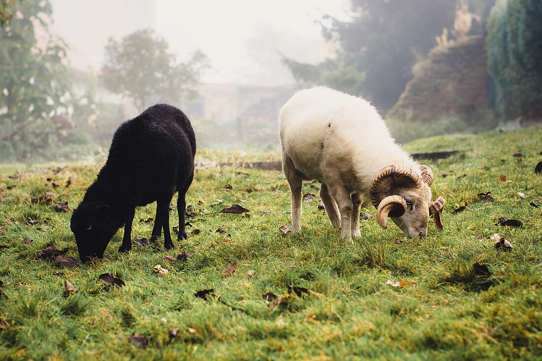 Ouessant (race ovine)