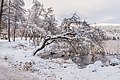 * Nomination Salix sepulcralis at the peninsula promenade on east bay, Pörtschach, Carinthia, Austria -- Johann Jaritz 03:48, 15 January 2022 (UTC) * Promotion  Support Good quality.--Agnes Monkelbaan 05:31, 15 January 2022 (UTC)