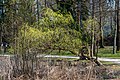 * Nomination Salix caprea at the peninsula promenade, Pörtschach, Carinthia, Austria -- Johann Jaritz 01:54, 15 April 2023 (UTC) * Promotion  Support Good quality. --Rjcastillo 03:25, 15 April 2023 (UTC)
