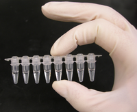A strip of eight PCR tubes PCR tubes.png