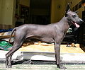 Thumbnail for Peruvian Hairless Dog