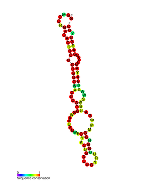 <span class="mw-page-title-main">PYLIS downstream sequence</span> Structure on some mRNA sequences