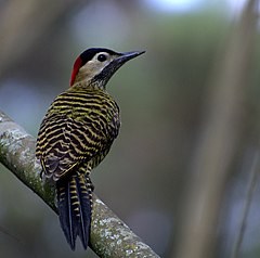 Description de l'image PICA-PAU-VERDE-BARRADO (Colaptes melanochloros).jpg.