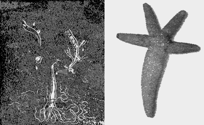 File:PSM V61 D043 Hydra and starfish reproduction.png