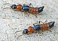 Polyphaga/Staphylinidae (bungo nusubawa Paederus littoralis – anafanana na “nzi wa Nairobi”)