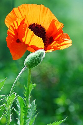 Papaver setiferum.jpg