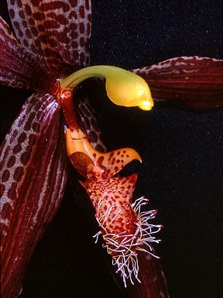 <i>Paphinia litensis</i> Species of orchid