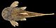 Pareiorhina hyptiorhachis holotype - ZooKeys-315-065-g001-top.jpeg