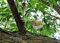 Bouton, fleur et jeunes fruits de Parmentiera aculeata.