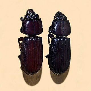 Didimus Genus of beetles