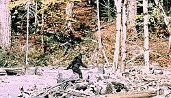 Frame 352 of the alleged "Bigfoot" Patterson Gimlin Bigfoot.jpg