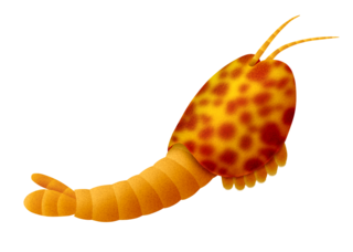 <i>Pauloterminus</i> Extinct shrimp-like stem group crustacean