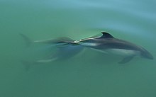 Peale's dolphin Peale's Dolphin Ventisquero Pio XI, Chilean Patagonia.jpg