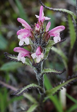 <i>Pedicularis hirsuta</i> Species of flowering plant
