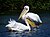 Pelecanus onocrotalus Great White Pelecan Liesbeek.JPG