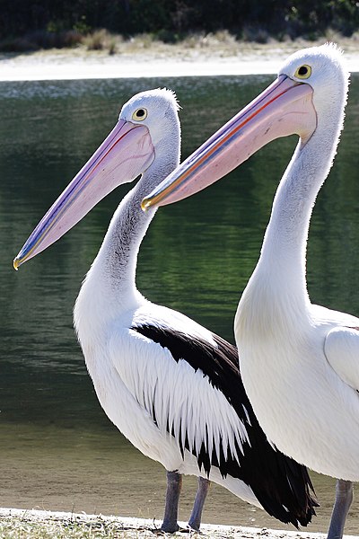 File:Pelican lakes entrance.jpg