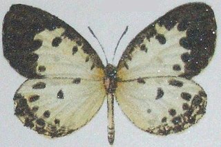 <i>Pentila hewitsoni</i> Species of butterfly