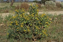 A typical individual bears flowers and fruit in various stages of development. Peritoma arborea 8240.JPG