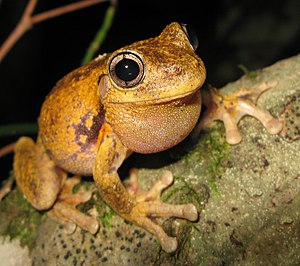 Peron's Tree Frog - Litoria peronii.jpg