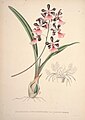 Encyclia cordigera (as syn. Epidendrum atropurpureum var. roseum) plate 27 in: Jean Jules Linden: Pescatorea Bruxelles (1860)